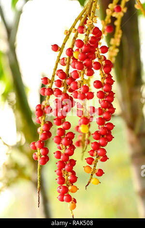 Areca catechu is a species of palm which grows in much of the tropical Pacific, Asia, and parts of east Africa. Stock Photo