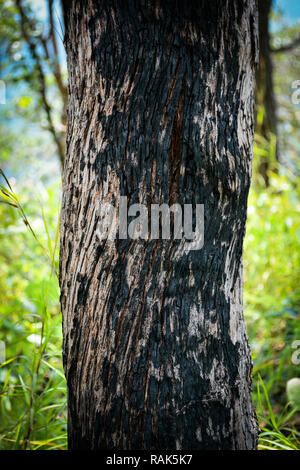 Tree burn after wildfire / burning pine forest charcoal bark in the tropical forest Stock Photo