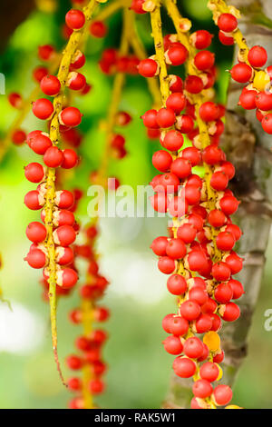 Areca catechu is a species of palm which grows in much of the tropical Pacific, Asia, and parts of east Africa. Stock Photo