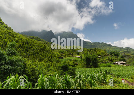 Lush corn field and farm house in Vietnamese mountains, Ha Giang Loop, Ha Giang Province, Vietnam, Asia Stock Photo