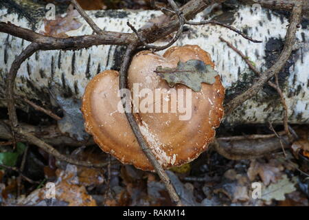 Brown wild mushroom growing on the white bark of the trunk of a birch tree underneath branches Stock Photo