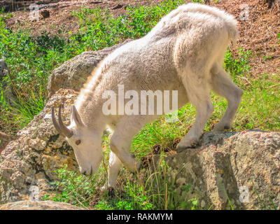 Side view of Mountain goat at Black Hills National Forest, South Dakota, United States. Stock Photo