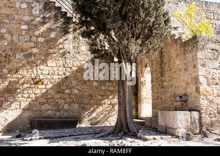 a desert garden with arid soil and olive trees in a fortress of a castle, Lisbon Stock Photo