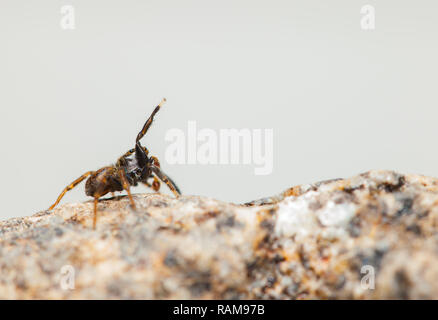 Jumping spider Stock Photo