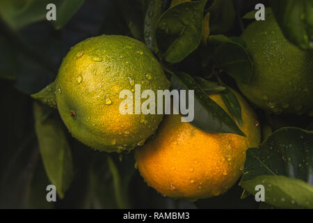 Oranges on a tree in garden with drops of water Stock Photo
