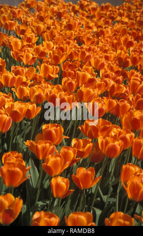 MASS OF ORANGE TULIPS ON DISPLAY AT FLORIADE IN CANBERRA, ACT, AUSTRALIA Stock Photo