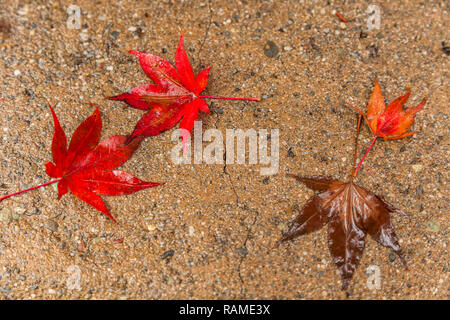 Fallen Japanese maple leaves on concrete floor with rain droplets. Stock Photo