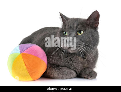 Chartreux cat in front of white background Stock Photo