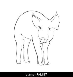 Sketch of pig, Hand drawn vector illustration isolated on white Stock Vector