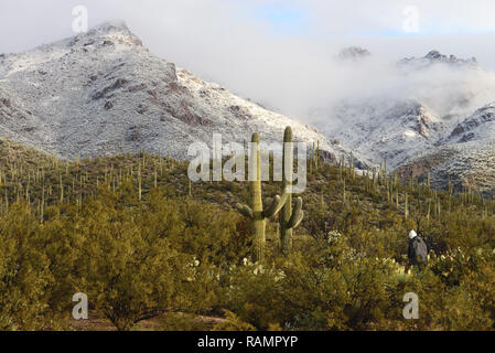 Tucson, Arizona, USA, 01 January, 2019; Snow blankets Sabino Canyon in the Sonoran Desert, Tucson, Arizona, USA, on January 1, 2019. Credit: Norma Jean Gargasz/Alamy Live News Stock Photo