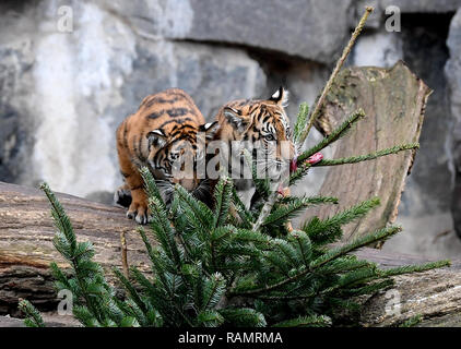 Berlin Zoo Baby Tiger Stock Photo - Download Image Now - Retro