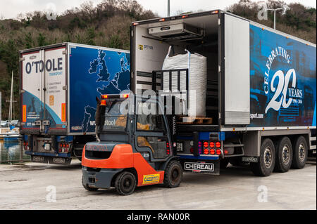Bantry, West Cork, Ireland. 4th January, 2019. Bantry Bay caught Mussels are loaded onto trucks destined for France and Holland at Bantry fishing dock, earlier today.  The fishermen caught enough Mussels to fill two artic trucks. Credit: Andy Gibson/Alamy Live News. Stock Photo