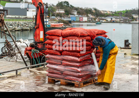 Bantry, West Cork, Ireland. 4th January, 2019. Bantry Bay caught Mussels are wrapped before being loaded onto trucks destined for France and Holland at Bantry fishing dock, earlier today.  The fishermen caught enough Mussels to fill two artic trucks. Credit: Andy Gibson/Alamy Live News. Stock Photo