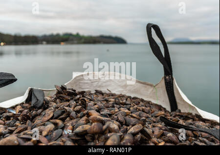 Bantry, West Cork, Ireland. 4th January, 2019. Bantry Bay caught Mussels on the dock before being loaded onto trucks destined for France and Holland at Bantry fishing dock, earlier today.  The fishermen caught enough Mussels to fill two artic trucks. Credit: Andy Gibson/Alamy Live News. Stock Photo