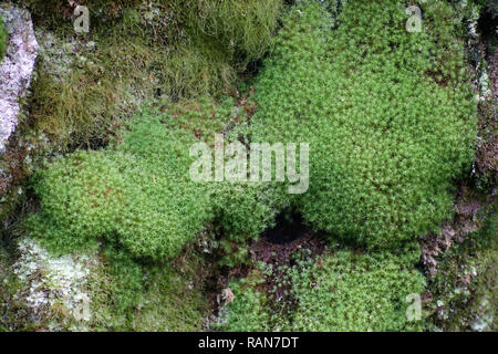 Common apple-moss, Bartramia pomiformis, growing on a rock cliff in Finland Stock Photo