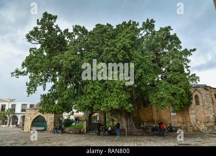 Maulbeer fig, ficus sycomorus, Old Town, Famagusta, Turkish republic of north cyprus, Maulbeer-Feige (Ficus sycomorus), Altstadt, Famagusta,Tuerkische Stock Photo