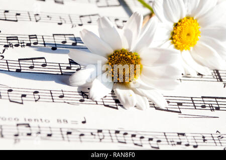 Flower Flora Daisy and Music Notes Sheets Photo Stock Photo
