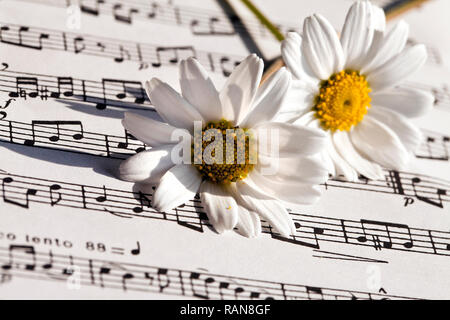 Flower Flora Daisy and Music Notes Sheets Photo Stock Photo