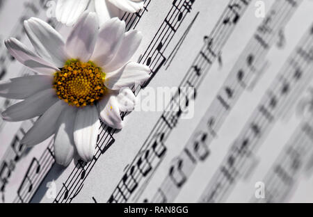 Flower Flora Daisy and Music Notes Sheets Photo Stock Photo