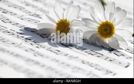 Flower Flora Daisy and Music Notes Sheets Photo Stock Photo