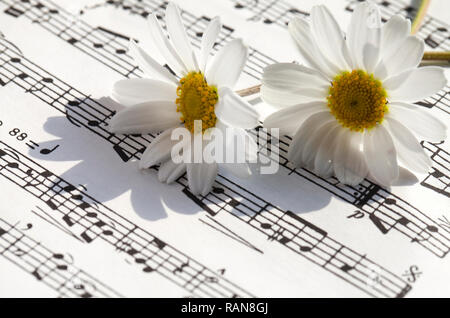 Flower Flora Daisy and Music Notes Sheets Photo Stock Photo