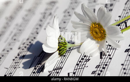 Flower Flora Daisy and Music Notes Sheets Photo Stock Photo