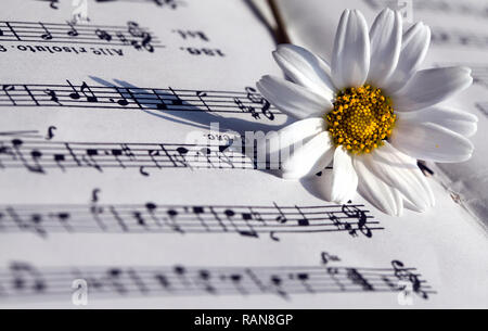 Flower Flora Daisy and Music Notes Sheets Photo Stock Photo
