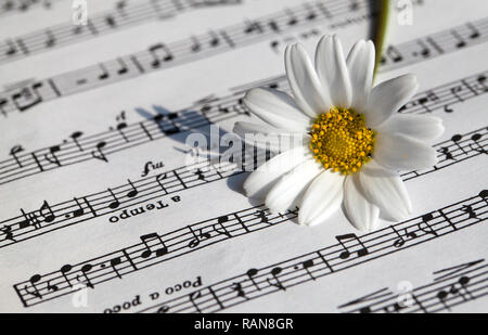 Flower Flora Daisy and Music Notes Sheets Photo Stock Photo