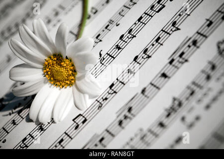 Flower Flora Daisy and Music Notes Sheets Photo Stock Photo