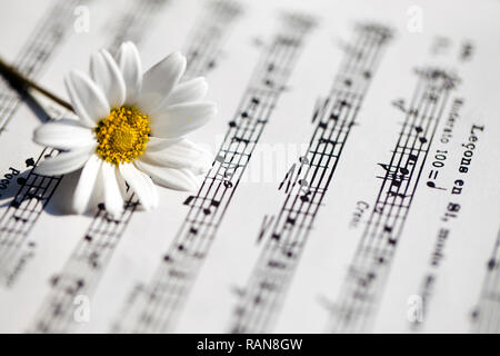 Flower Flora Daisy and Music Notes Sheets Photo Stock Photo