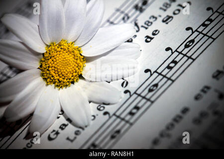 Flower Flora Daisy and Music Notes Sheets Photo Stock Photo