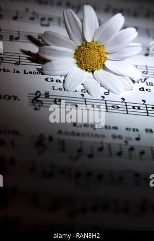 Flower Flora Daisy and Music Notes Sheets Photo Stock Photo