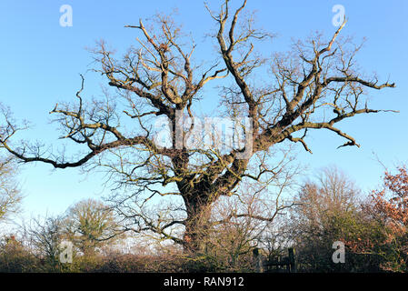 Oak tree in Winter, Norfolk, UK Stock Photo