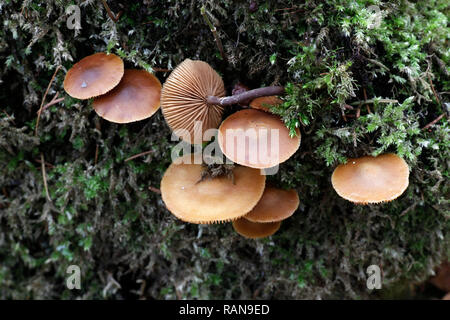 Funeral bell,  Galerina marginata, a deadly poisonous wild mushroom Stock Photo