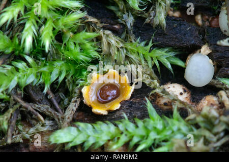 Sphaerobolus stellatus, commonly known as the shotgun fungus or cannonball fungus Stock Photo