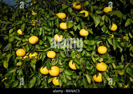 Orange cultivation, Cyprus, Orangenanbau, Zypern Stock Photo
