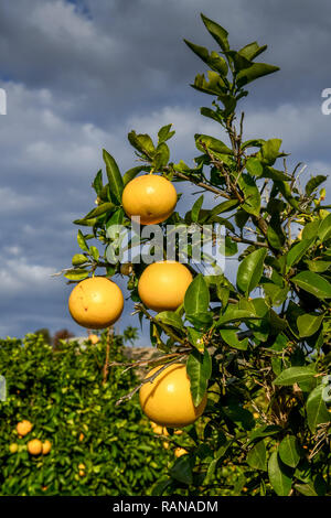 Orange cultivation, Cyprus, Orangenanbau, Zypern Stock Photo