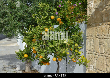 Orange tree, Cyprus, Orangenbaum, Zypern Stock Photo
