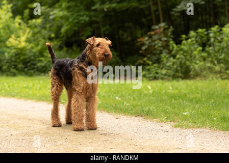 Airedale Terrier. Dog is standing on a path in forest and is obediently waiting. Stock Photo