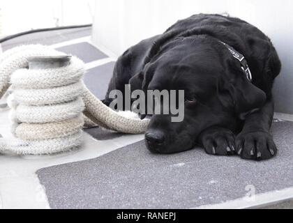 NEW YORK – Nike, a station dog, rests aboard a response boat while the crew runs drills at Coast Guard Station Jones Beach on February 8, 2017. The station is one of the oldest on Long Island and their area of responsibility extends from East Rockaway Inlet to Gilgo Beach, including Jones Inlet and the associated back-bay waters of southern Nassau County. Stock Photo