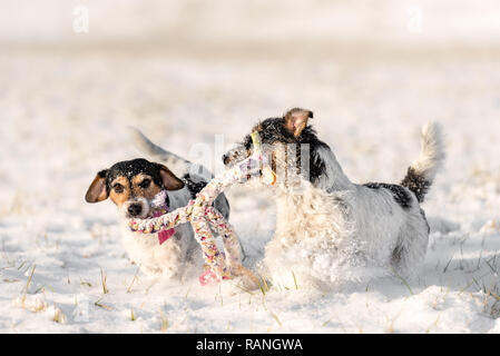 Two cute little dogs are playing in the snow with a ball - Jack russell terrier hound - hair style broken Stock Photo