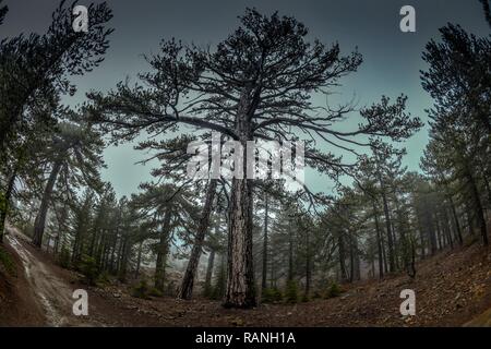 Black pines, Pinus nigra subsp. pallasiana, Troodos mountains, Cyprus, Schwarzkiefern (Pinus nigra subsp. pallasiana), Troodos-Gebirge, Zypern Stock Photo
