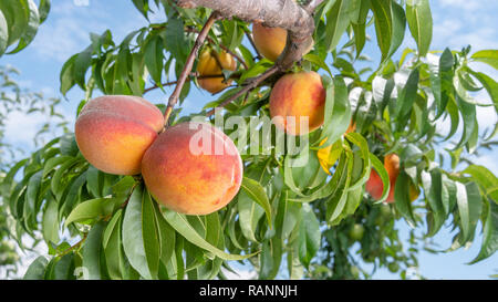 Fresh peach tree closeup with fruits and leaves in the sunshine. Copy space, toning Stock Photo