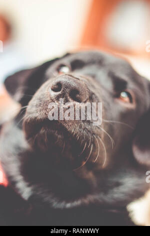 Black  Labrador Retriever nose Stock Photo