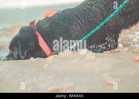 Dog laid down after digging on sand. Black Labrador retriever dirty from the sand Stock Photo