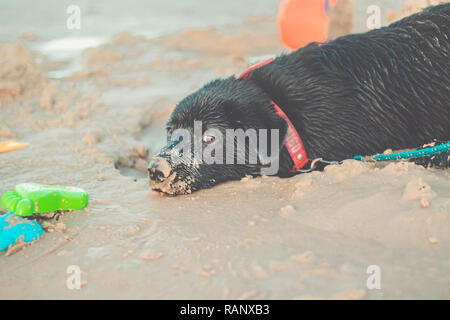 Dog laid down after digging on sand. Black Labrador retriever dirty from the sand Stock Photo