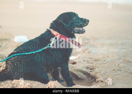 Beautiful dog sitting on the sand at the beach. Black Labrador Retriever with a collar Stock Photo