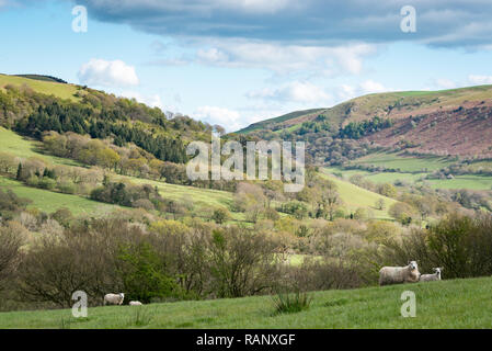 The rolling hills of Powys near Llanbrynmair on the long distrance walking trail Glyndwrs Way in central Wales Stock Photo