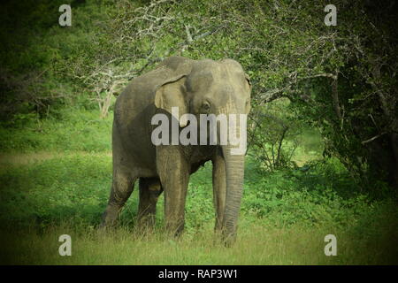 Yala National Park is one of the best places for sightings of wild elephants in the park is home to many animals including birds, leopards, deer, Stock Photo
