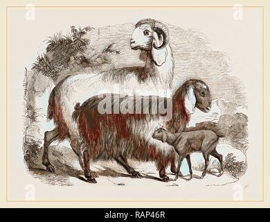 Long-eared Syrian Goats. Reimagined by Gibon. Classic art with a modern twist reimagined Stock Photo